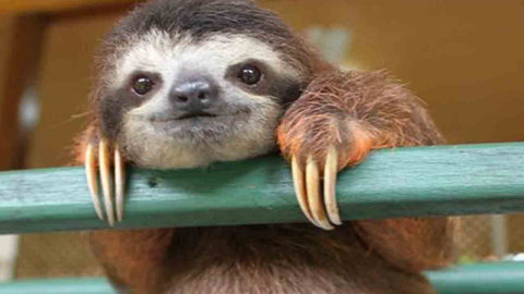 Sloth